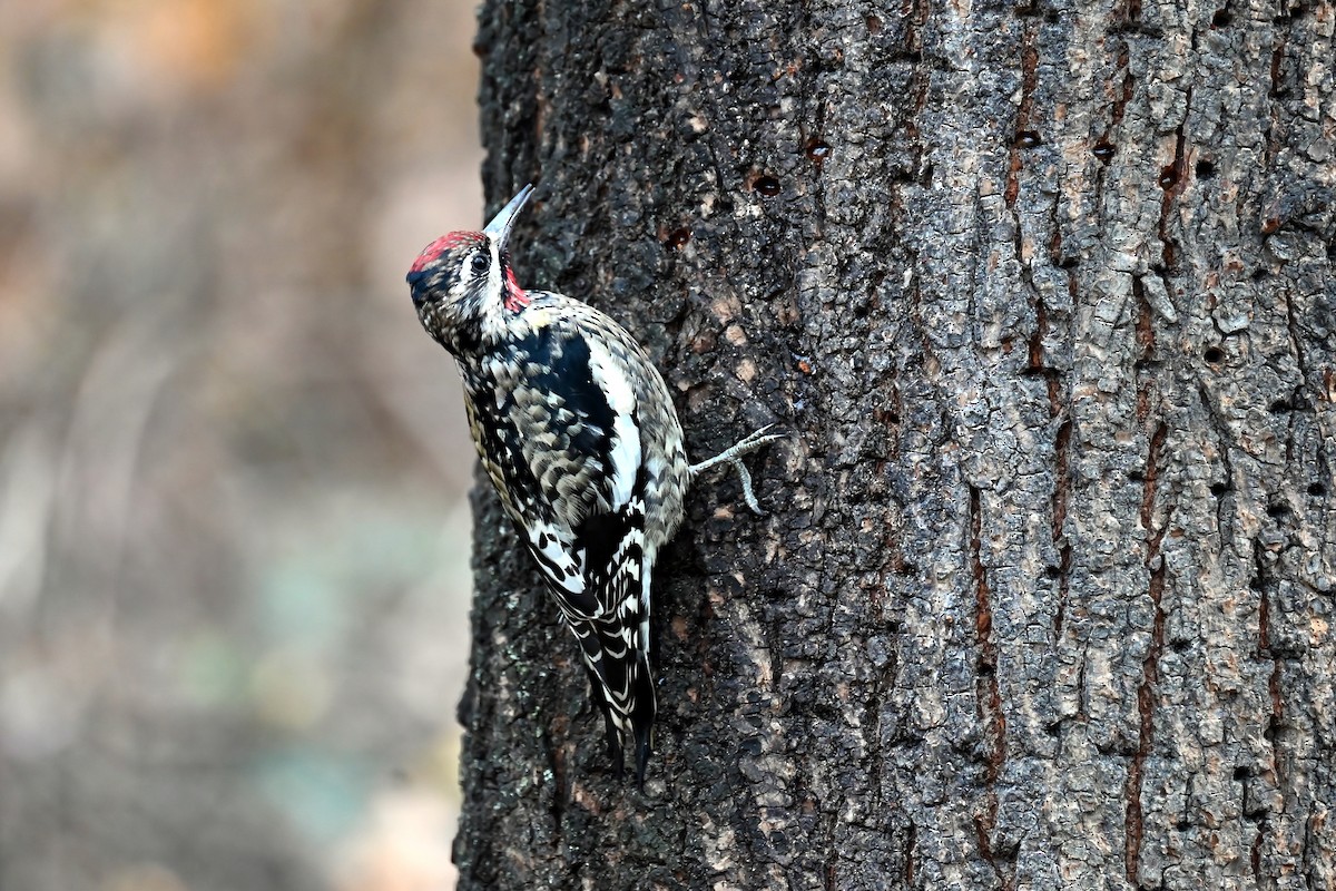 Yellow-bellied Sapsucker - ML646410756