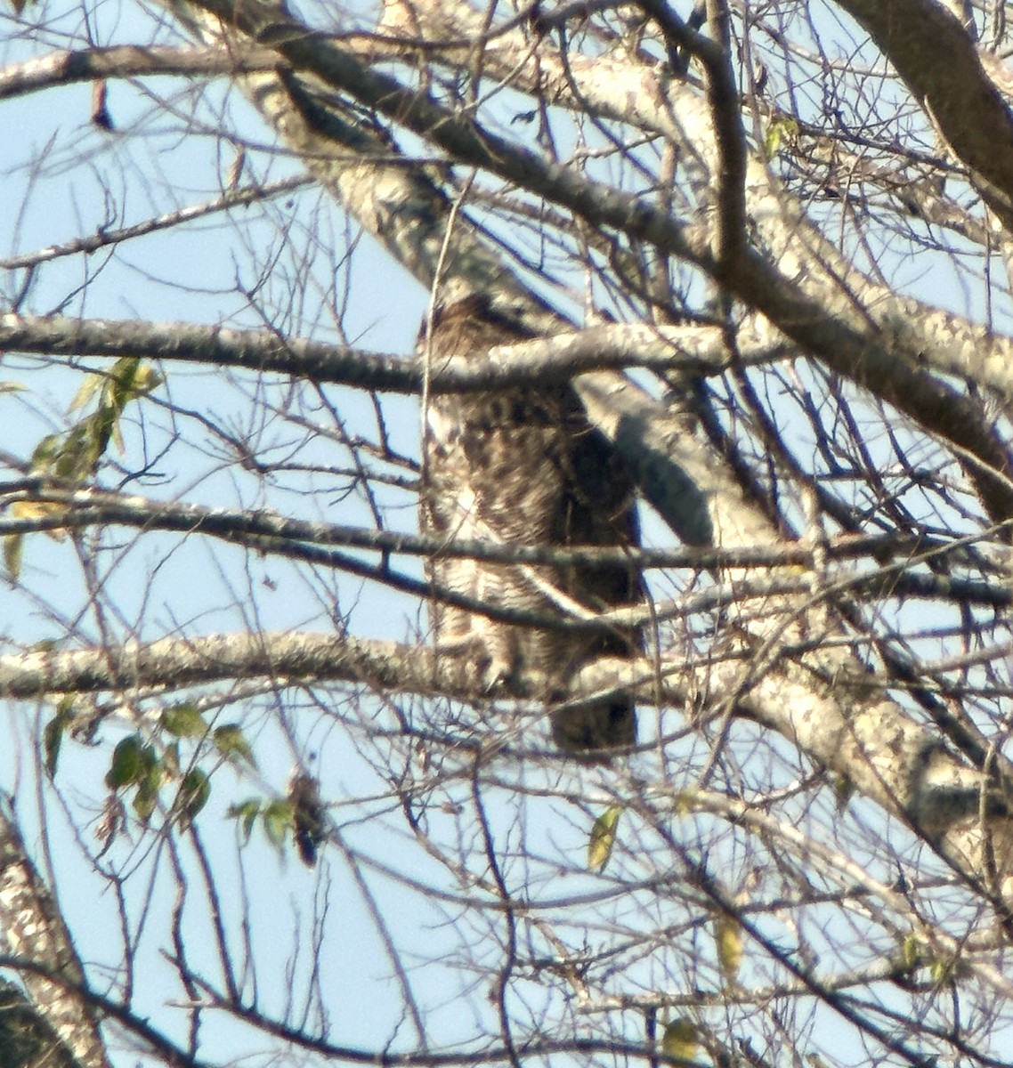 Great Horned Owl - ML646410763