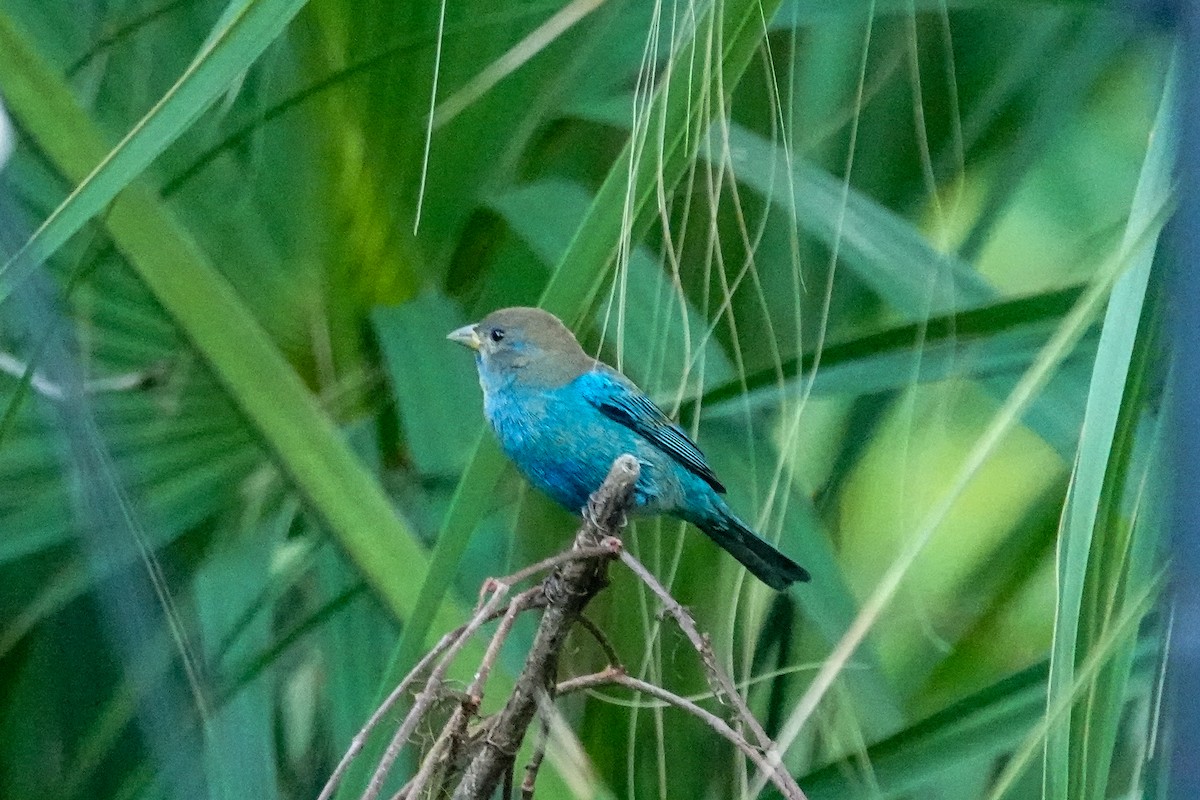 Индиговый колорин - ML646410764