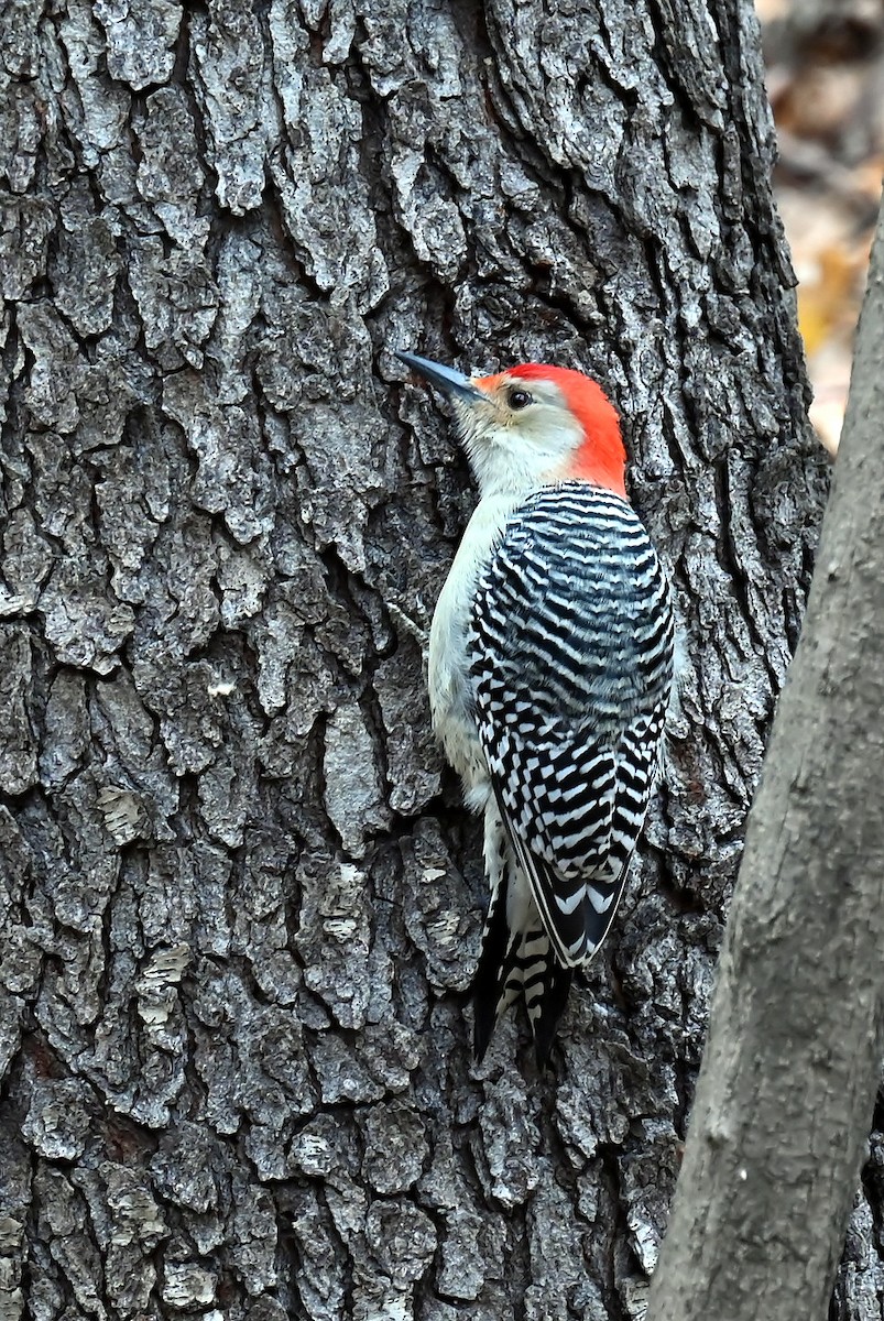 Red-bellied Woodpecker - ML646410765