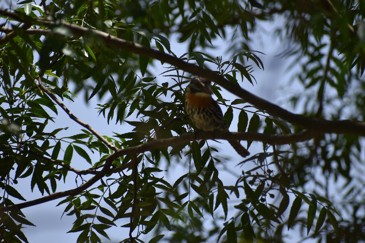 lenivka tečkovaná - ML646410766
