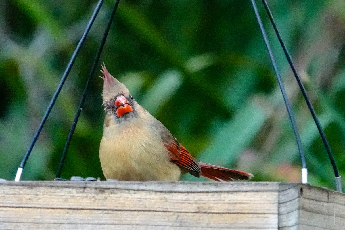 Northern Cardinal - ML646410767