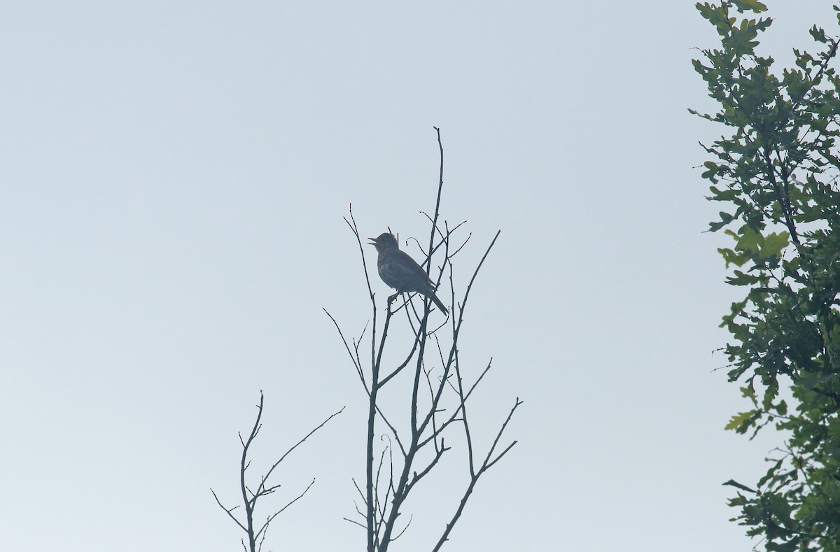 Дууч хөөндэй - ML646410770