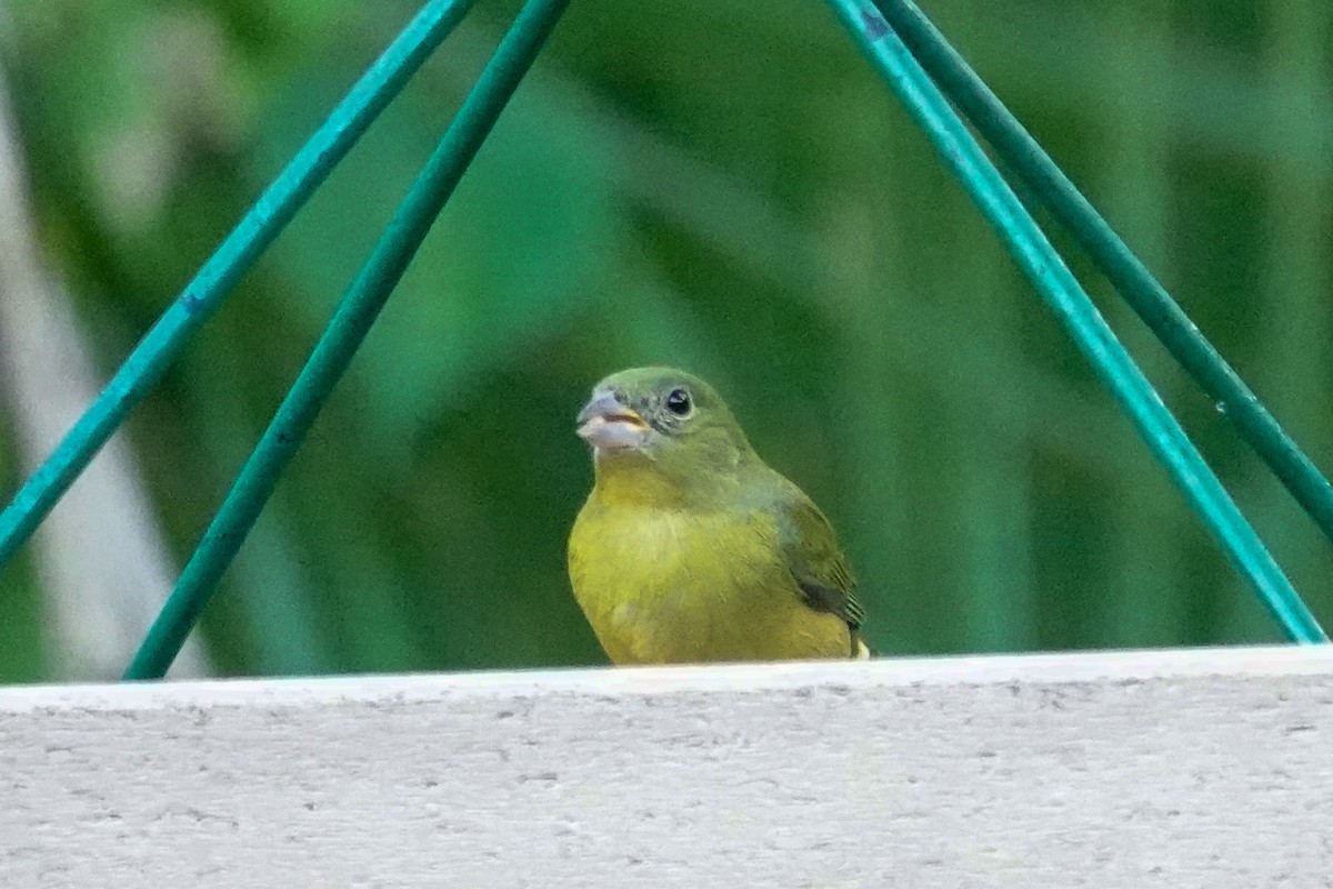 Painted Bunting - ML646410771