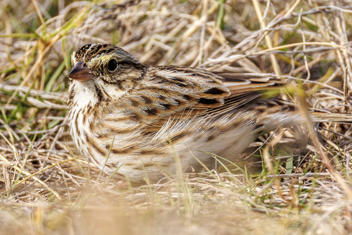 Savannah Sparrow - ML646410772