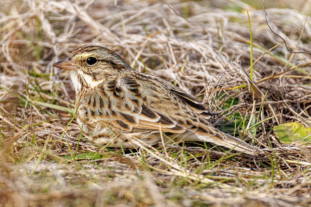 Savannah Sparrow - ML646410773
