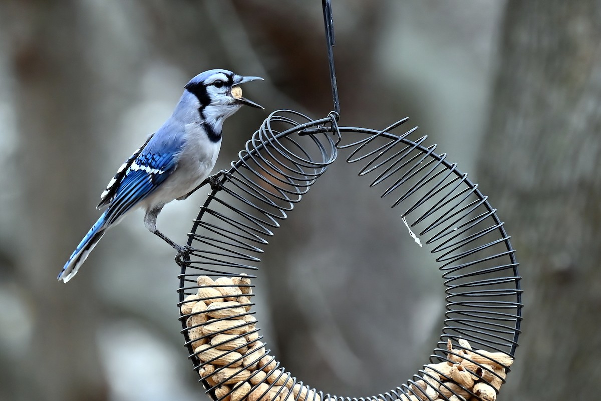 Blue Jay - ML646410774