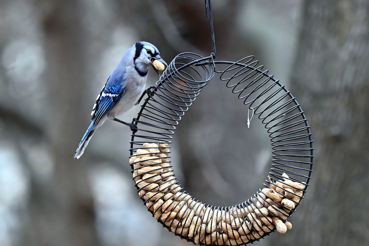 Blue Jay - ML646410775