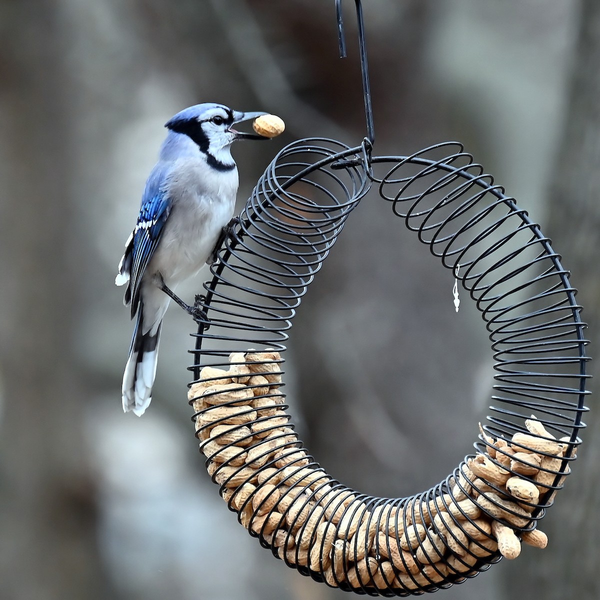 Blue Jay - ML646410776