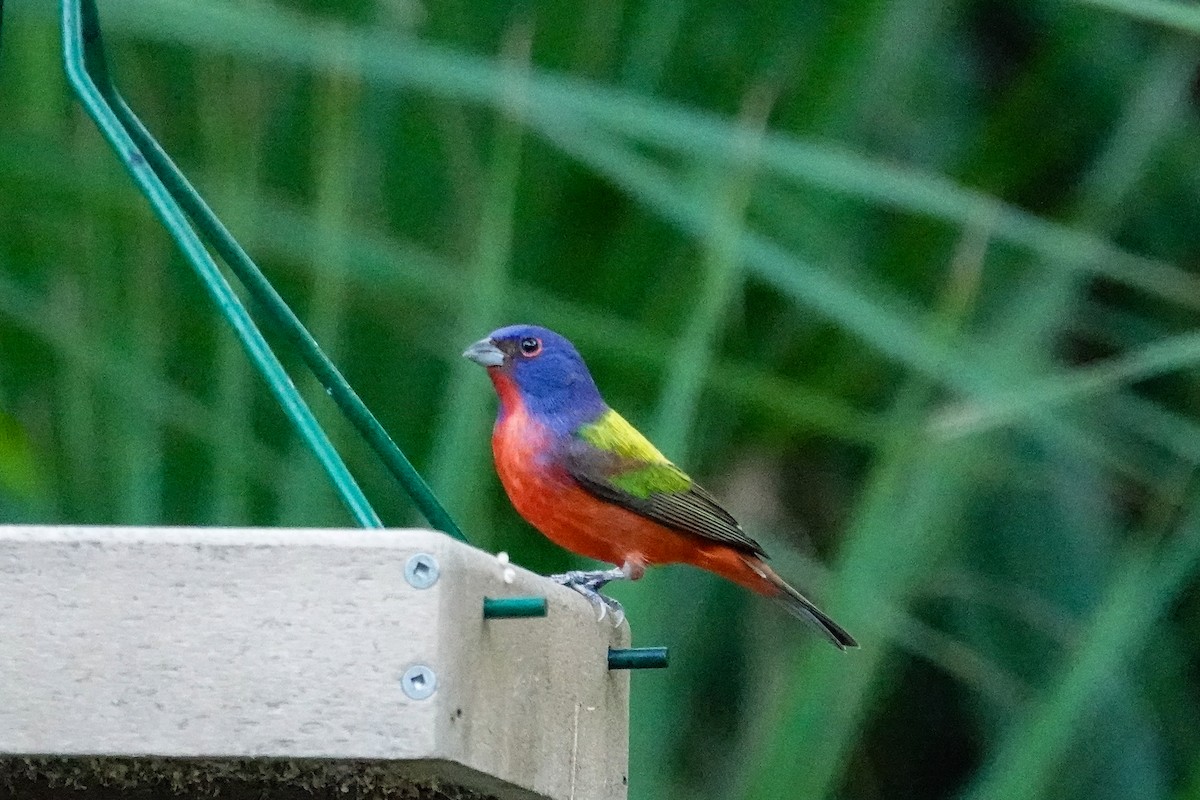 Painted Bunting - ML646410783