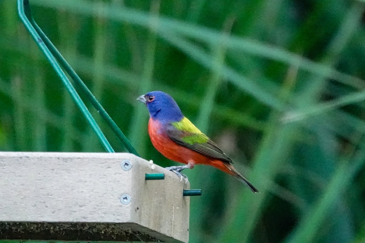 Painted Bunting - ML646410784