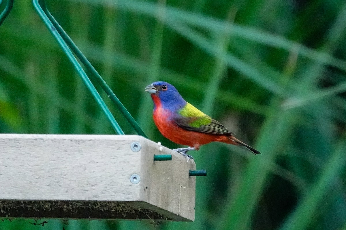 Painted Bunting - ML646410786