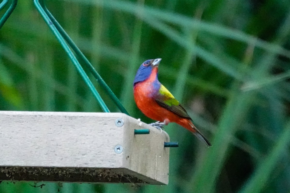 Painted Bunting - ML646410787