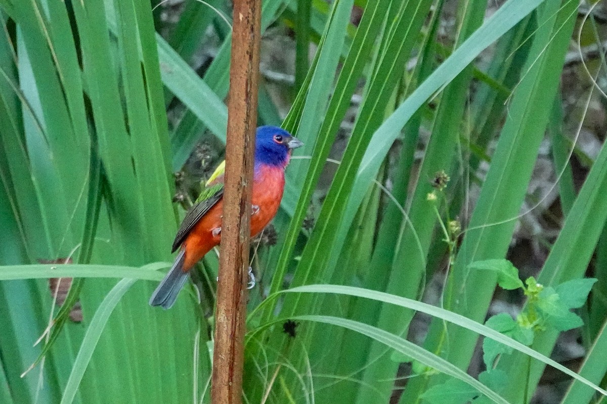 Painted Bunting - ML646410788