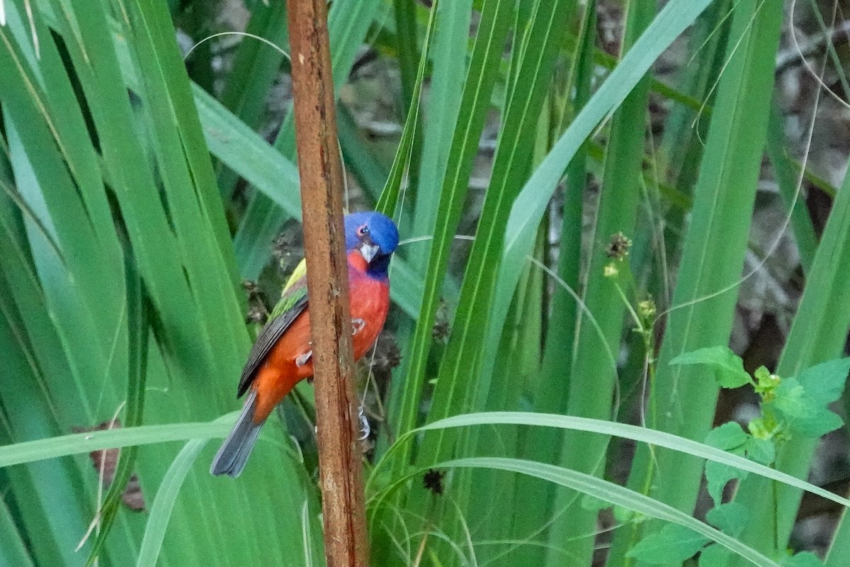 Painted Bunting - ML646410789