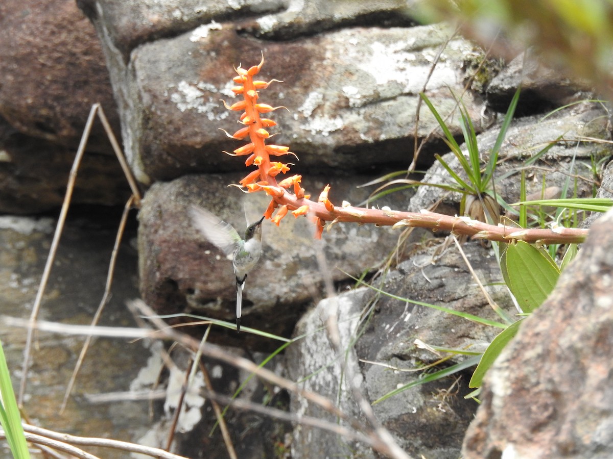 kolibřík růžkatý - ML646410790