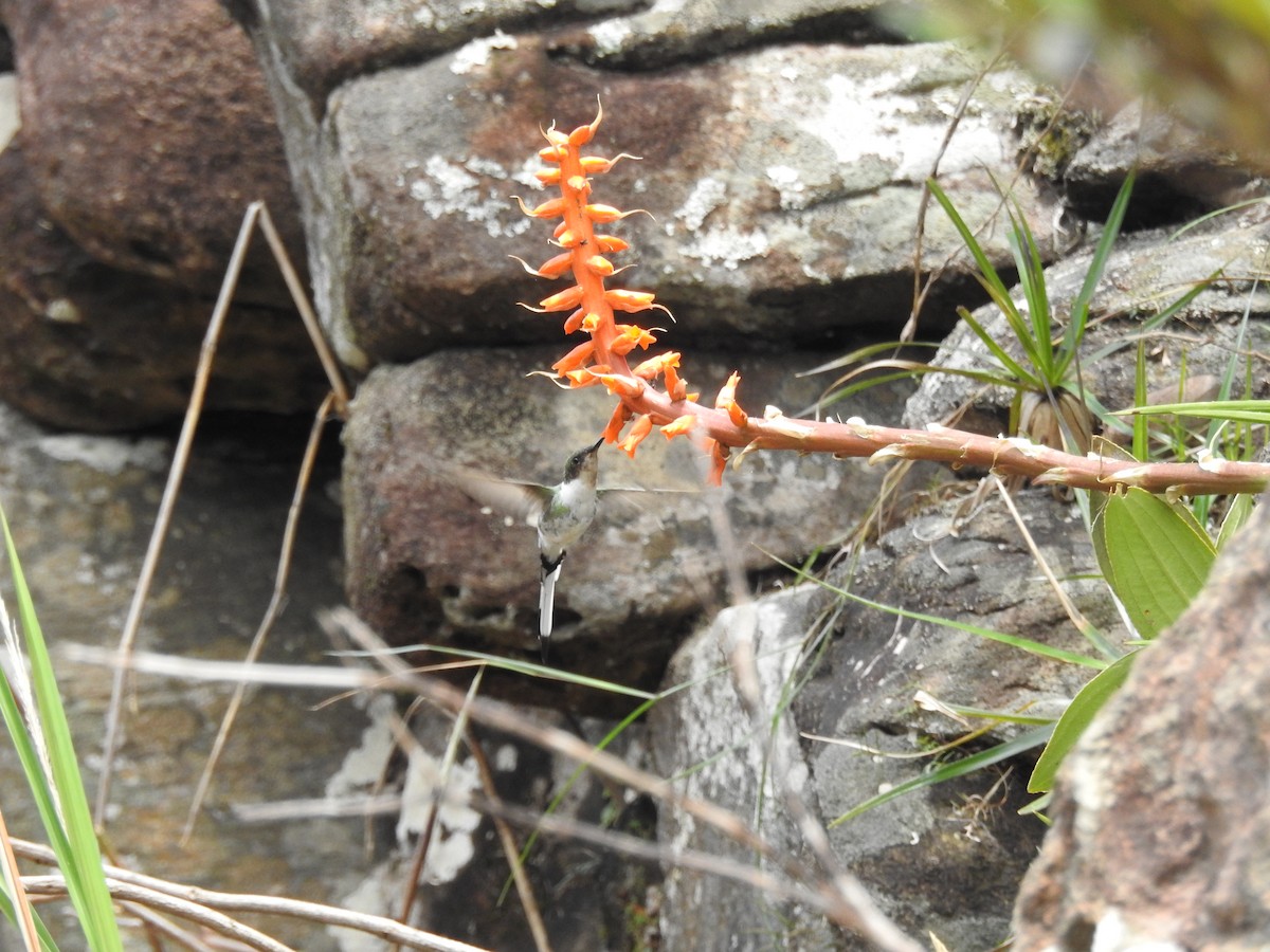 kolibřík růžkatý - ML646410791