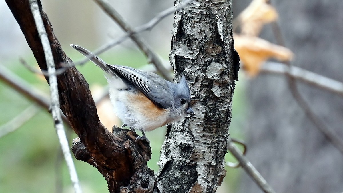 gråduskmeis - ML646410793