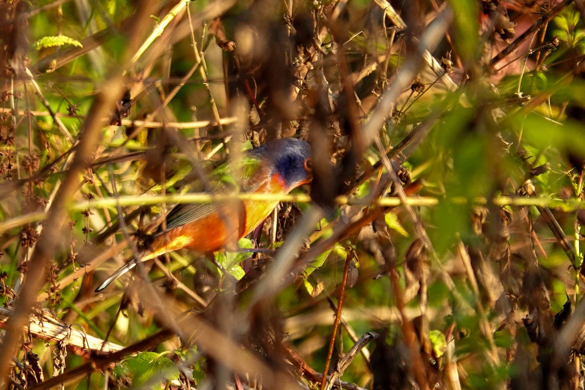 Painted Bunting - ML646410794