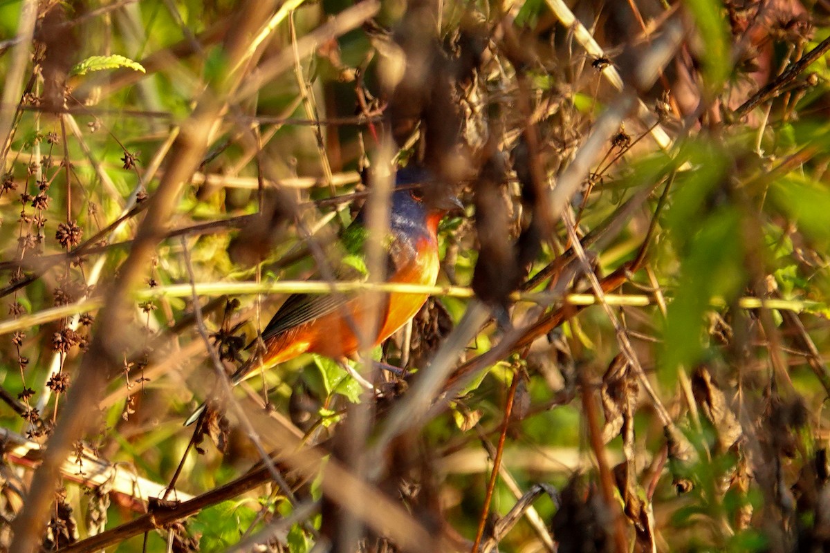 Painted Bunting - ML646410795