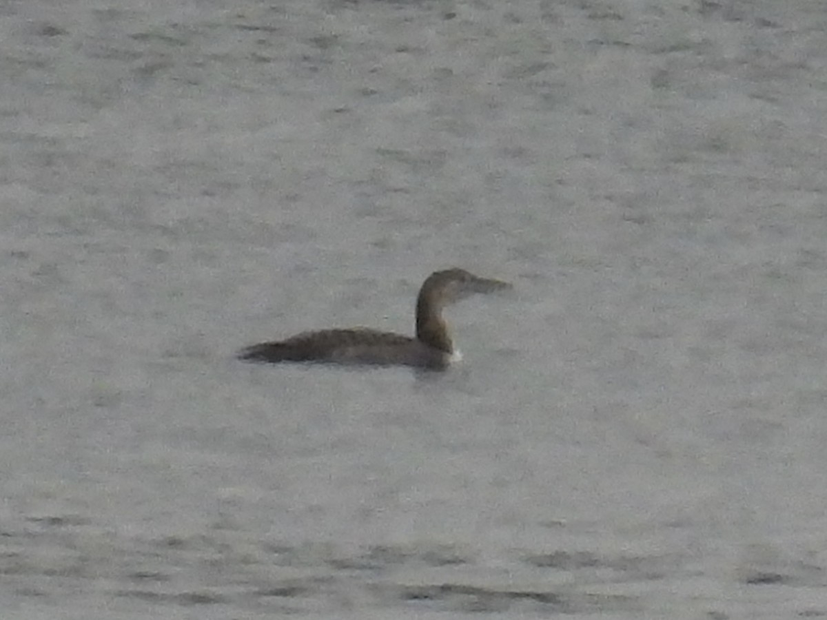 Белоклювая гагара - ML646410798