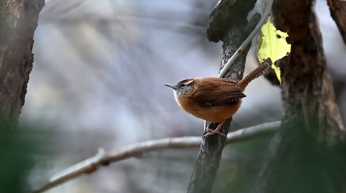 Carolina Wren - ML646410799