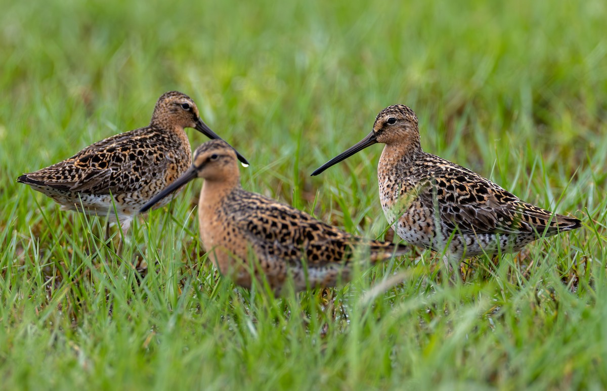 Short-billed Dowitcher - ML646410800
