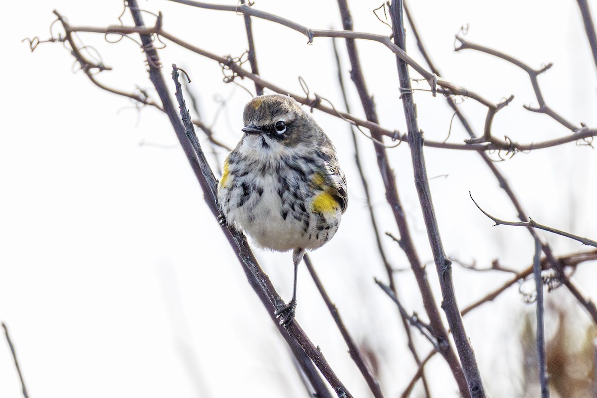 Yellow-rumped Warbler - ML646410801