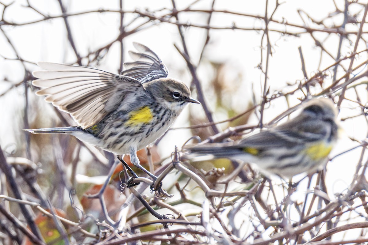 Yellow-rumped Warbler - ML646410802