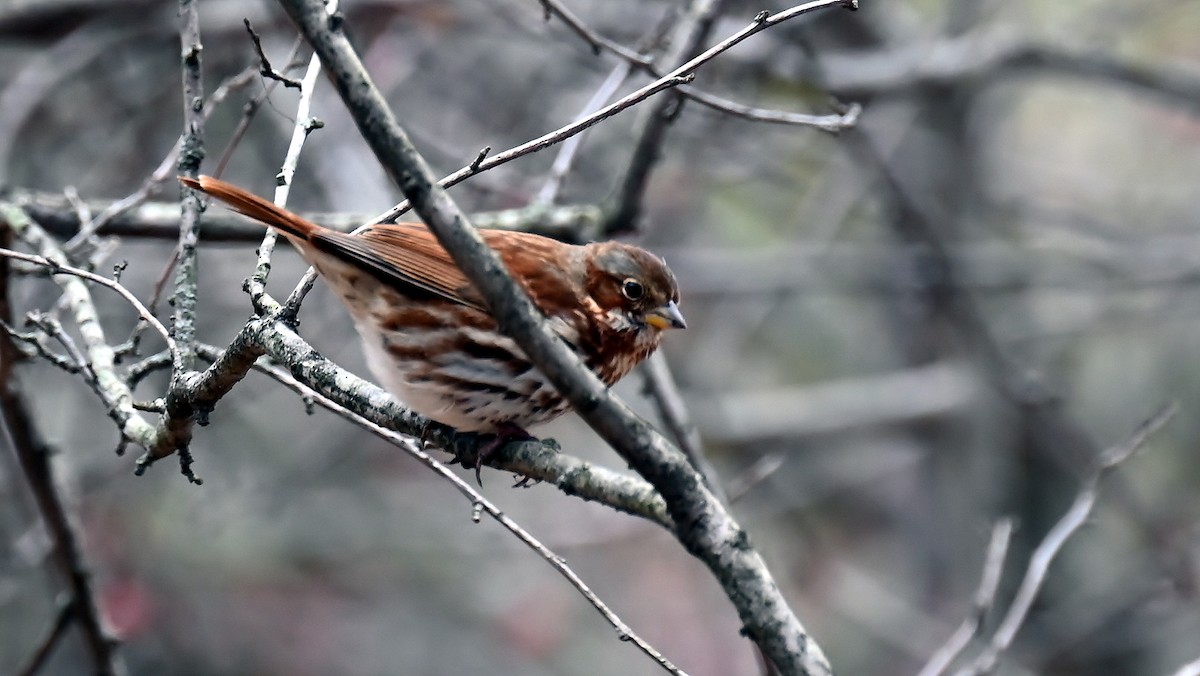 Fox Sparrow - ML646410806