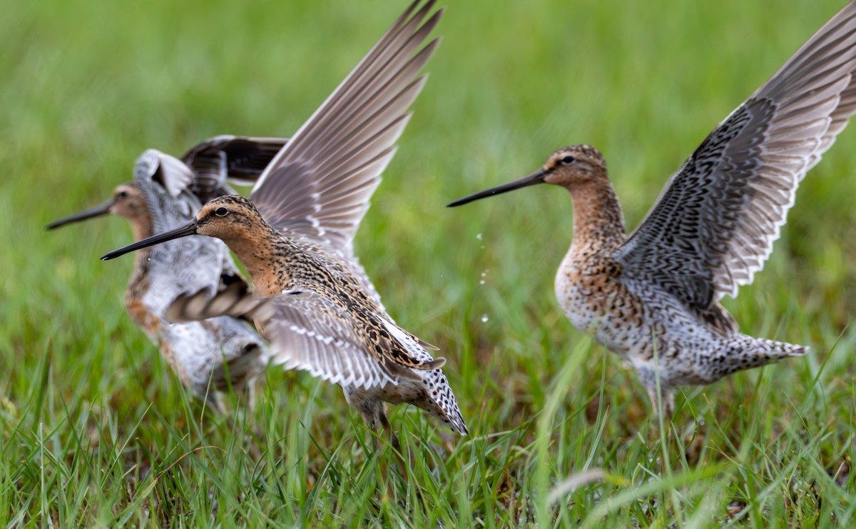 Long-billed Dowitcher - ML646410809