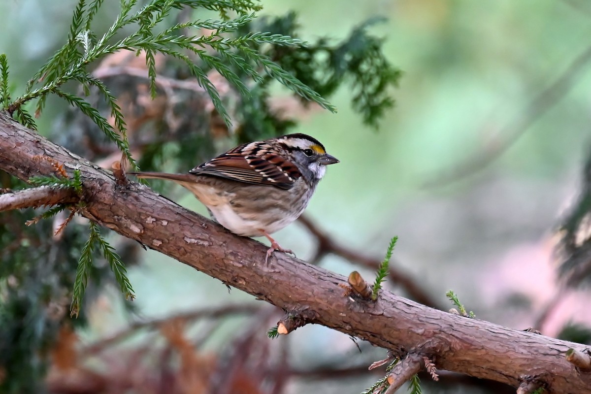 White-throated Sparrow - ML646410810