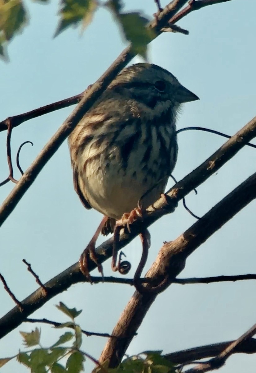 Song Sparrow - ML646410811