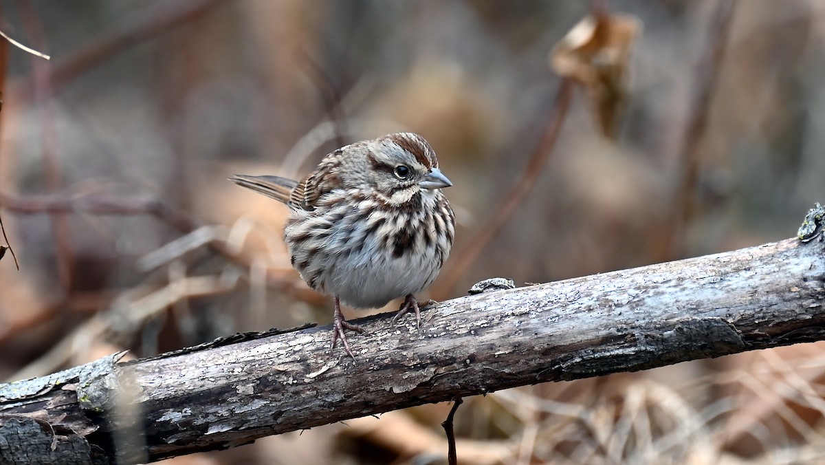 Song Sparrow - ML646410814