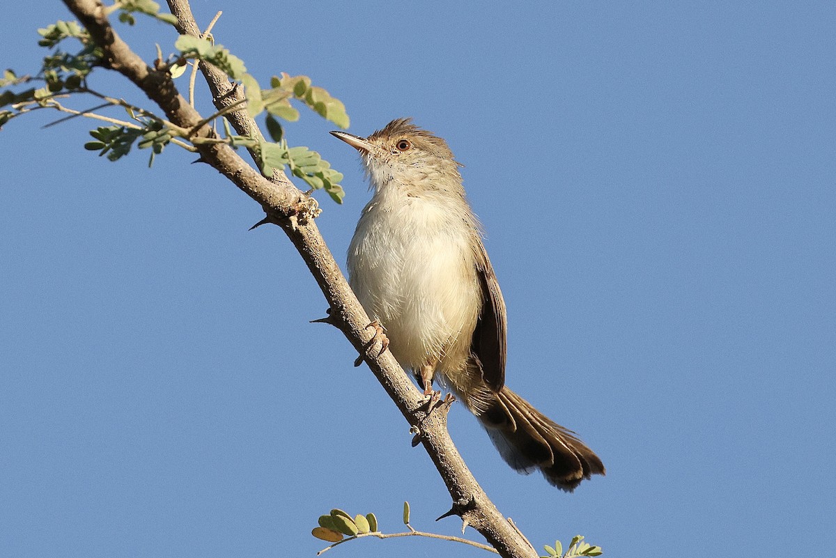 Graceful Prinia - ML646410815