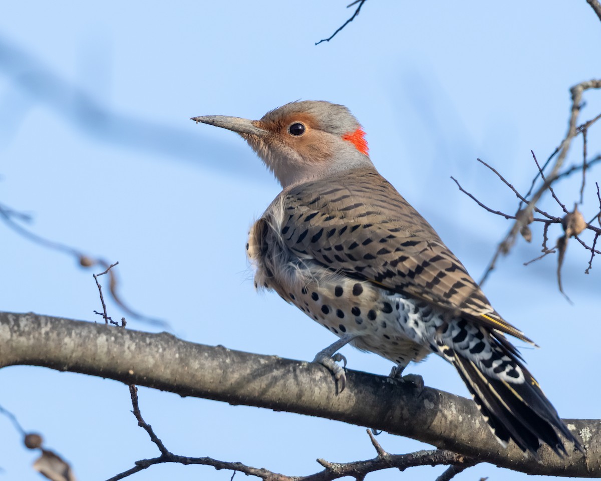 Northern Flicker (Yellow-shafted) - ML646410816