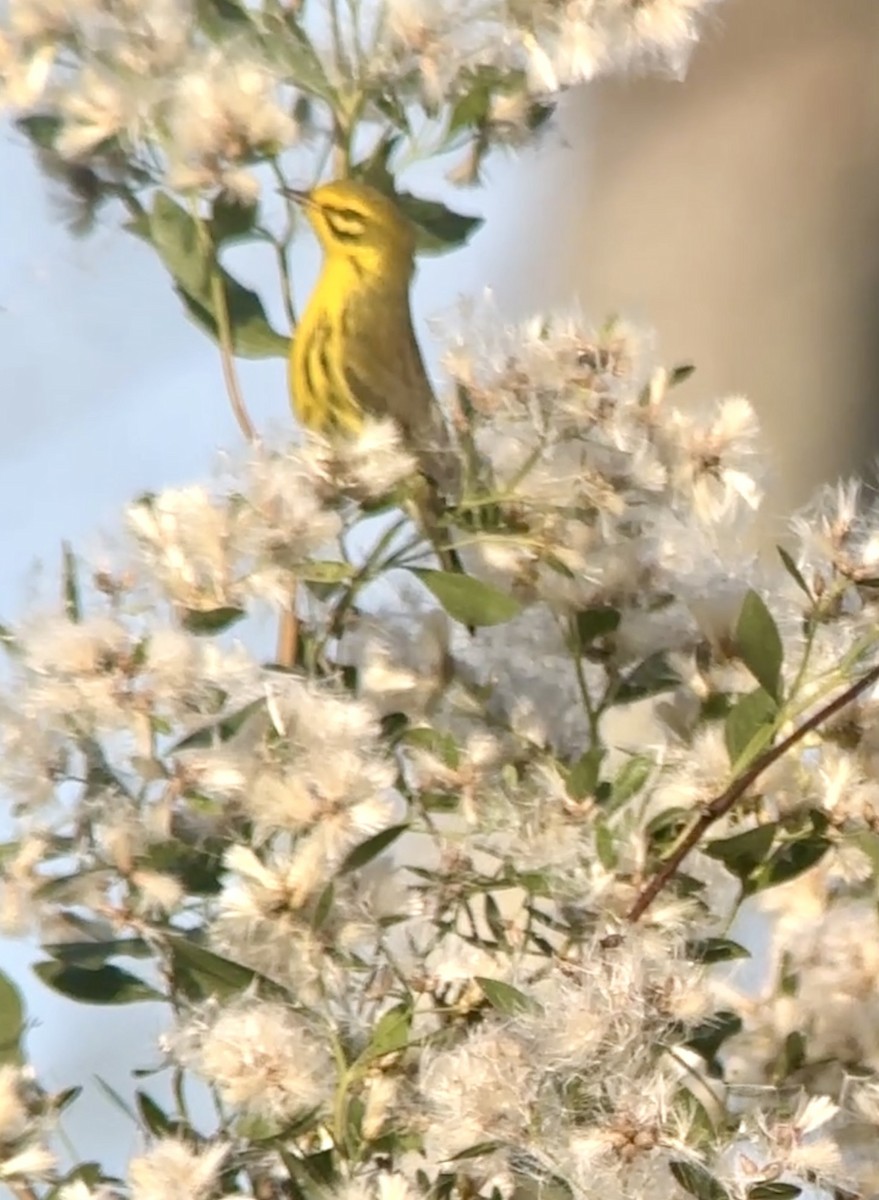 Prairie Warbler - ML646410818