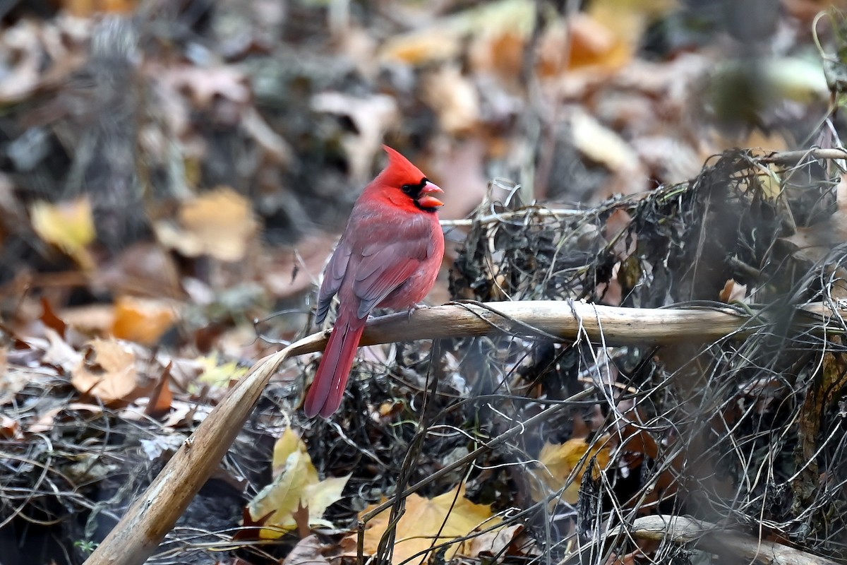 Northern Cardinal - ML646410822