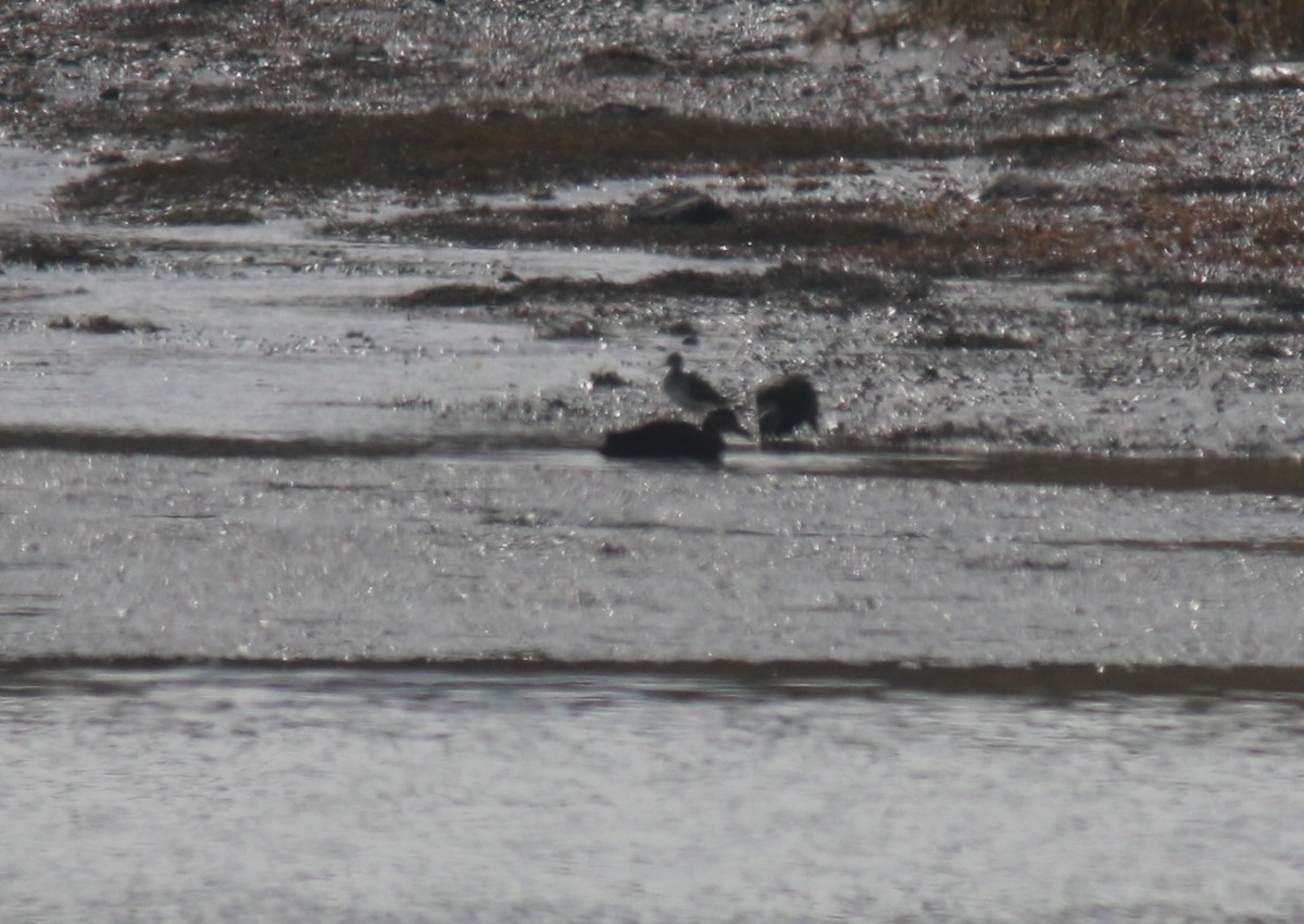 Kuliska hankahori handia - ML646410823