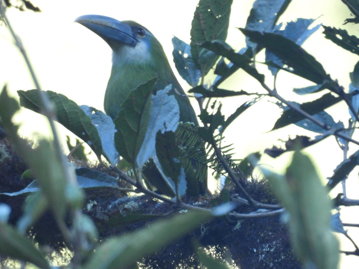 arassari modropruhý - ML646410824