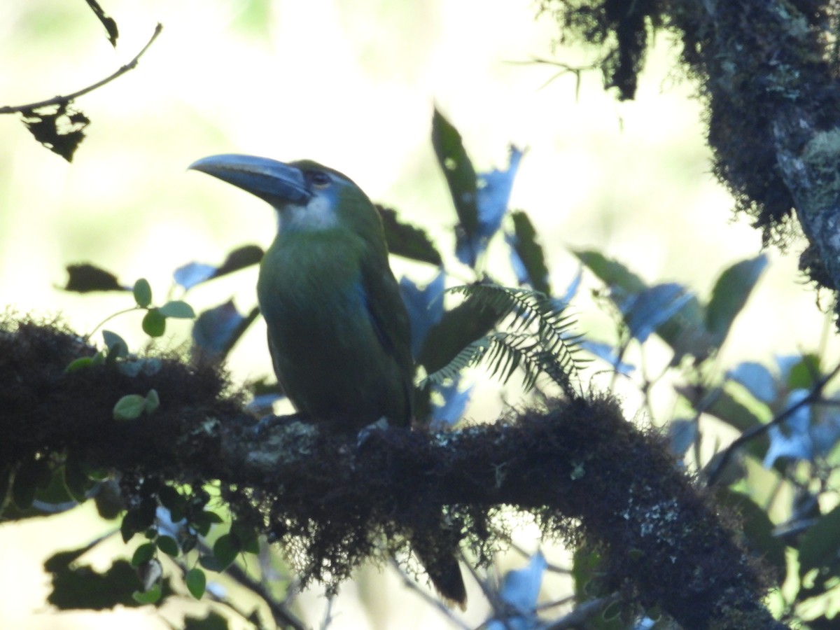 arassari modropruhý - ML646410825