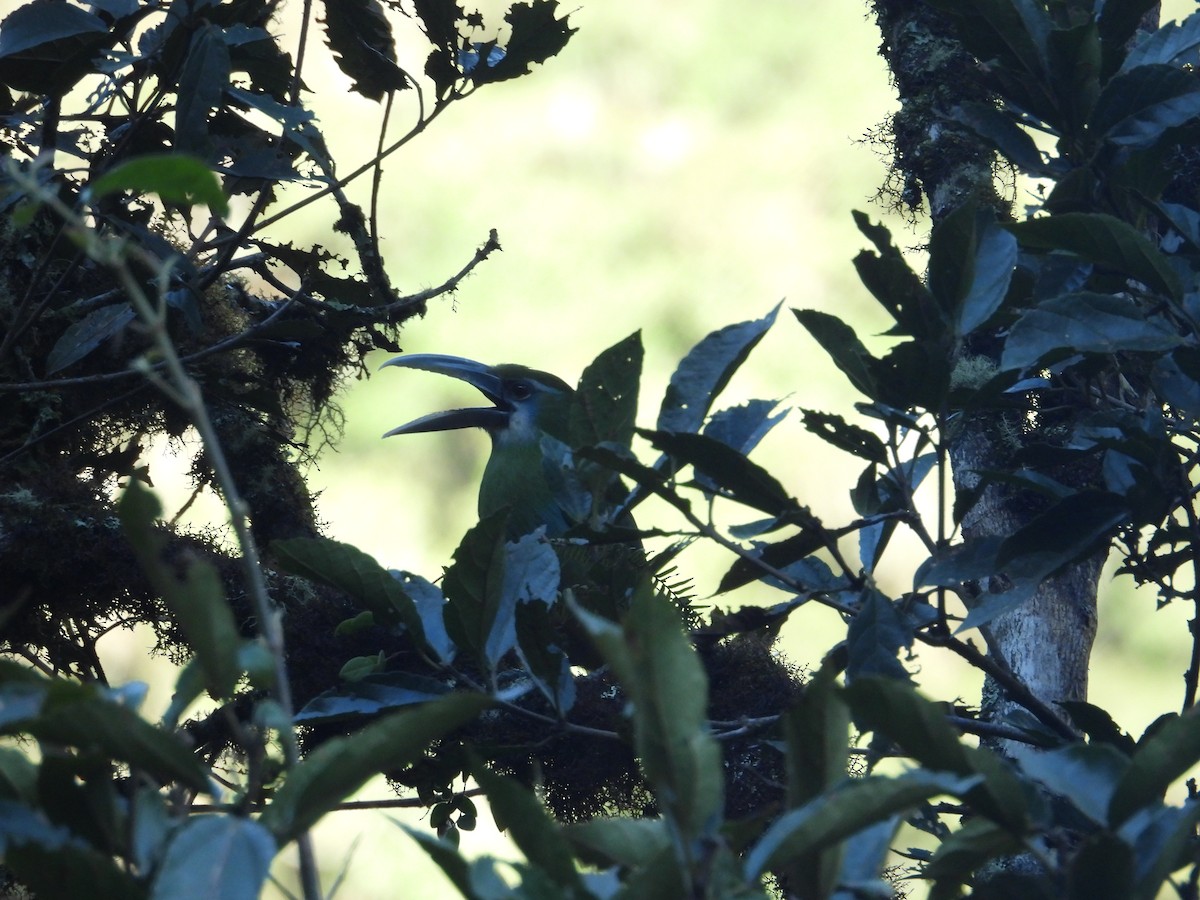 arassari modropruhý - ML646410826