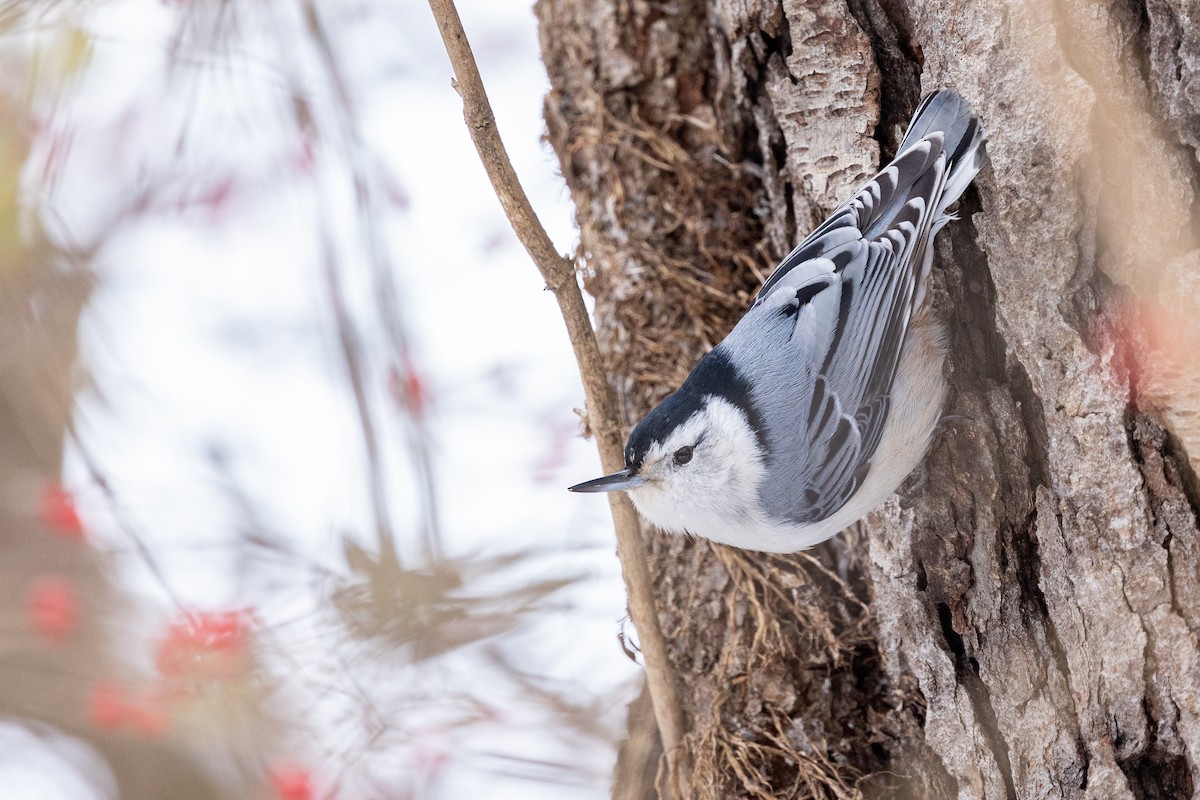 White-breasted Nuthatch - ML646410838