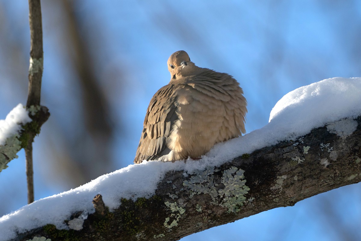 Mourning Dove - ML646410841