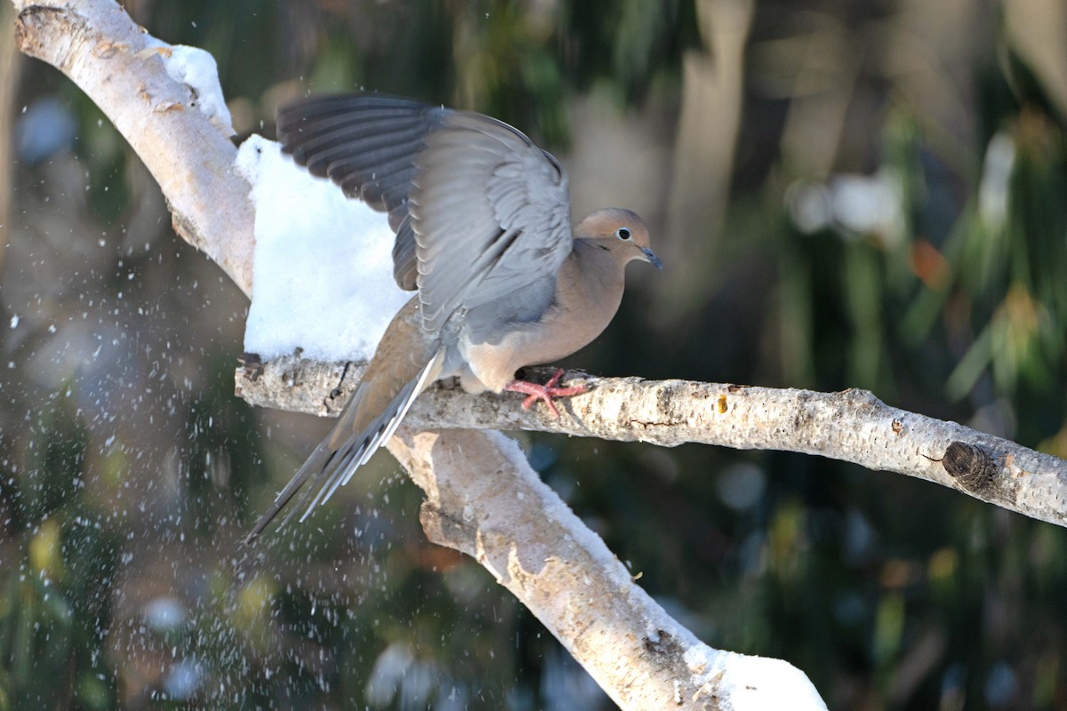 Mourning Dove - ML646410842