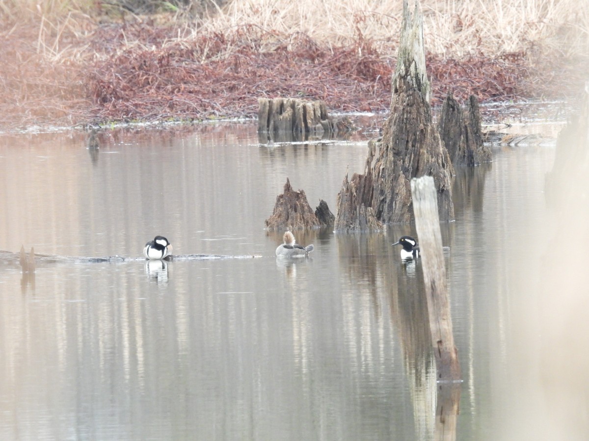 Hooded Merganser - ML646410846