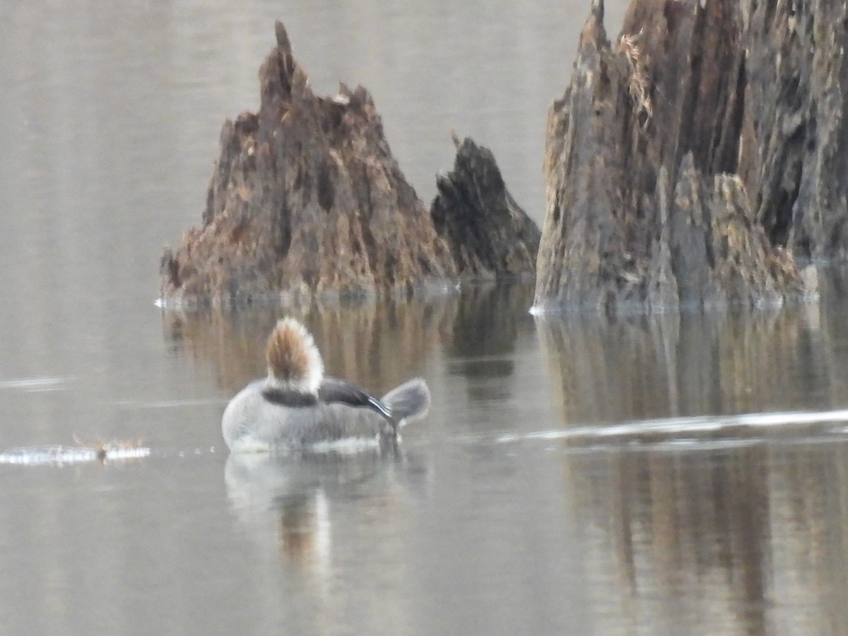 Hooded Merganser - ML646410847