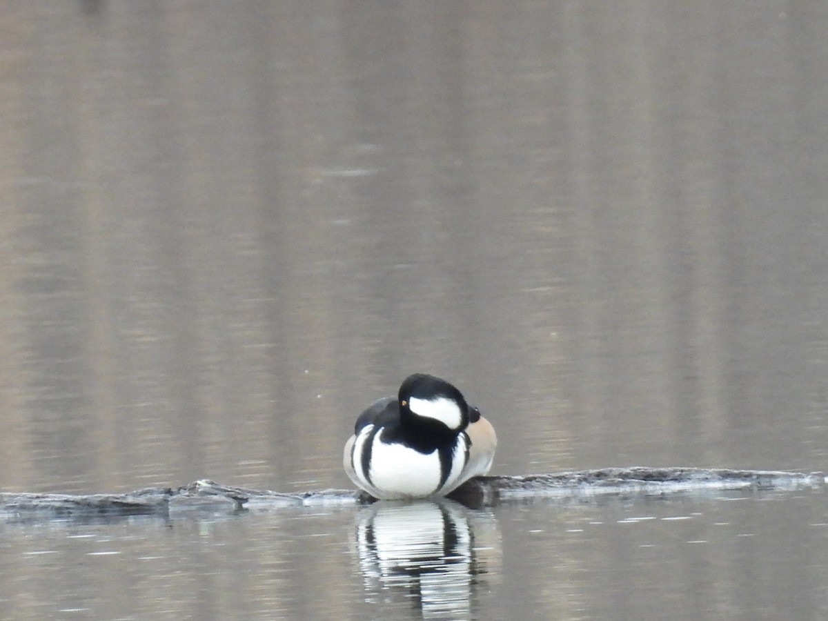 Hooded Merganser - ML646410848