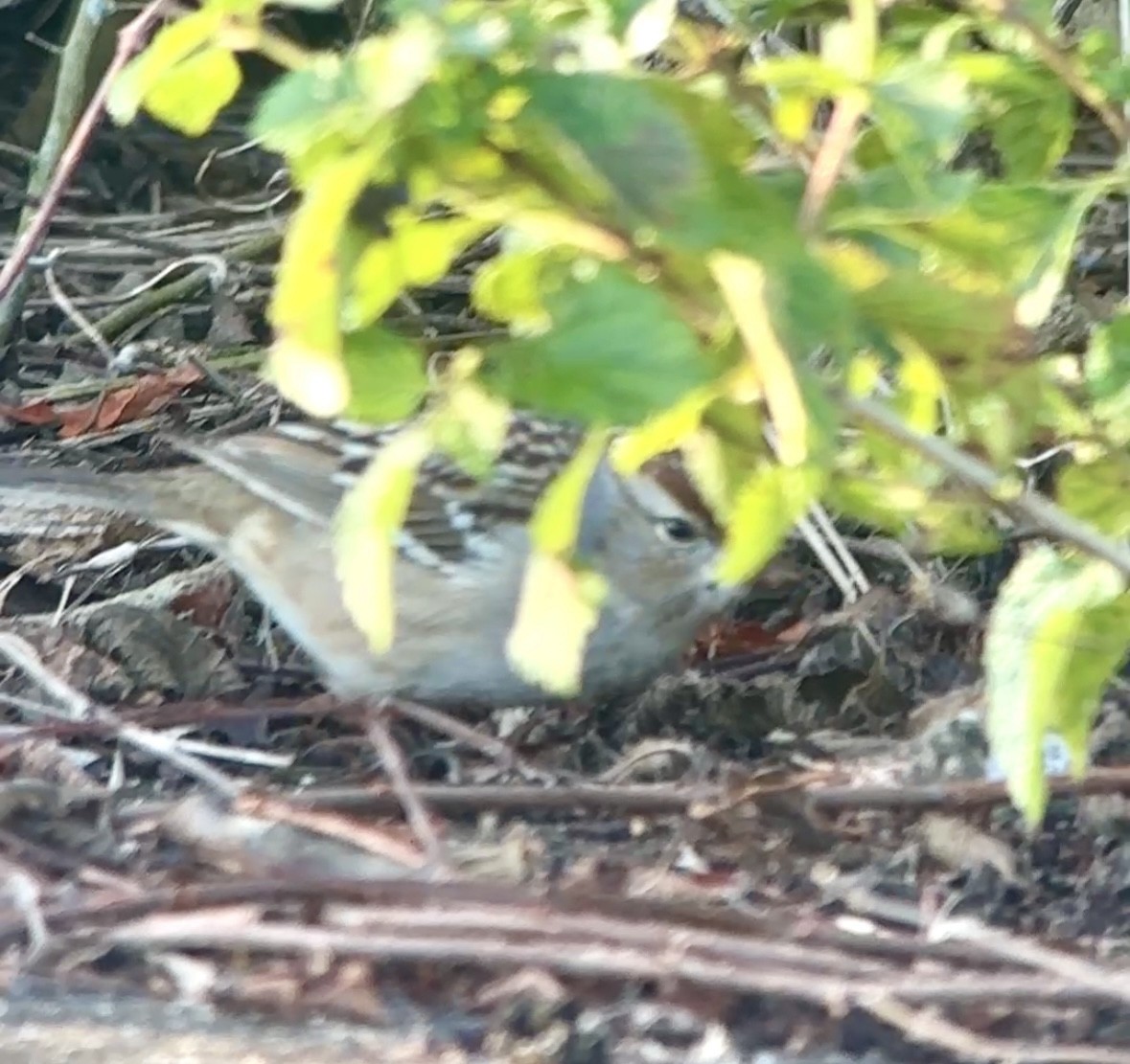 White-crowned Sparrow - ML646410849