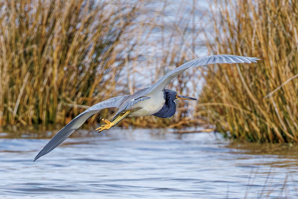 Tricolored Heron - ML646410850